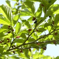 Dakmoerbei (Morus Alba 'Macrophylla') 19 Dakmoerbei (Morus Alba 'Macrophylla') -Groen Ziel Verkoop morus alba03 1