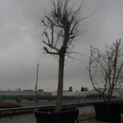 Witte Moerbei (Morus Alba) -Groen Ziel Verkoop morus alba 40 50 1 1