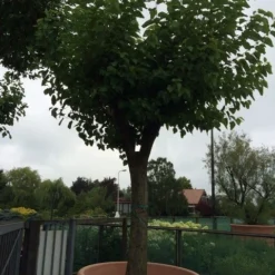 Witte Moerbei (Morus Alba) -Groen Ziel Verkoop morus alba 62 63 1