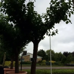 Witte Moerbei (Morus Alba) -Groen Ziel Verkoop morus alba 62 cm