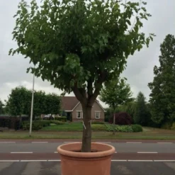 Witte Moerbei (Morus Alba) -Groen Ziel Verkoop morus alba 68 69cm