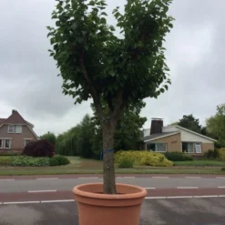 Witte Moerbei (Morus Alba) -Groen Ziel Verkoop morus alba 68cm