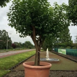 Witte Moerbei (Morus Alba) -Groen Ziel Verkoop morus alba 75cm 1