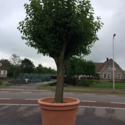 Witte Moerbei (Morus Alba) -Groen Ziel Verkoop morus alba 78cm 1