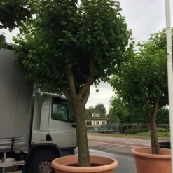 Witte Moerbei (Morus Alba) -Groen Ziel Verkoop morus alba 80cm