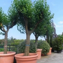 Witte Moerbei (Morus Alba) -Groen Ziel Verkoop morus alba en nigra oude solitaire knotvorm 1