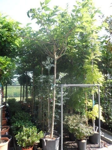 Dakmoerbei (Morus Alba 'Fruitless' ) 2 Dakmoerbei (Morus Alba 'Fruitless' ) - Afbeelding 2