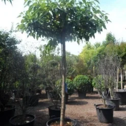 Dakmoerbei (Morus Alba 'Fruitless' ) 5 Dakmoerbei (Morus Alba 'Fruitless' ) -Groen Ziel Verkoop morus alba fruitless 20 25ho c160 dakvorm 1