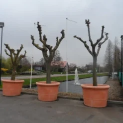 Witte Moerbei (Morus Alba) -Groen Ziel Verkoop morus alba knotvorm solitair 1 1