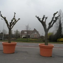 Witte Moerbei (Morus Alba) -Groen Ziel Verkoop morus alba knotvorm solitair 2