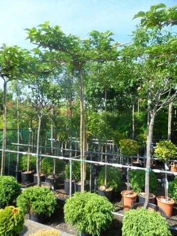 Dakmoerbei (Morus Alba 'Macrophylla') 11 Dakmoerbei (Morus Alba 'Macrophylla') - Afbeelding 11