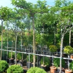 Dakmoerbei (Morus Alba 'Macrophylla') 25 Dakmoerbei (Morus Alba 'Macrophylla') -Groen Ziel Verkoop morus alba macrophylla 10 12ho cont. dakvorm