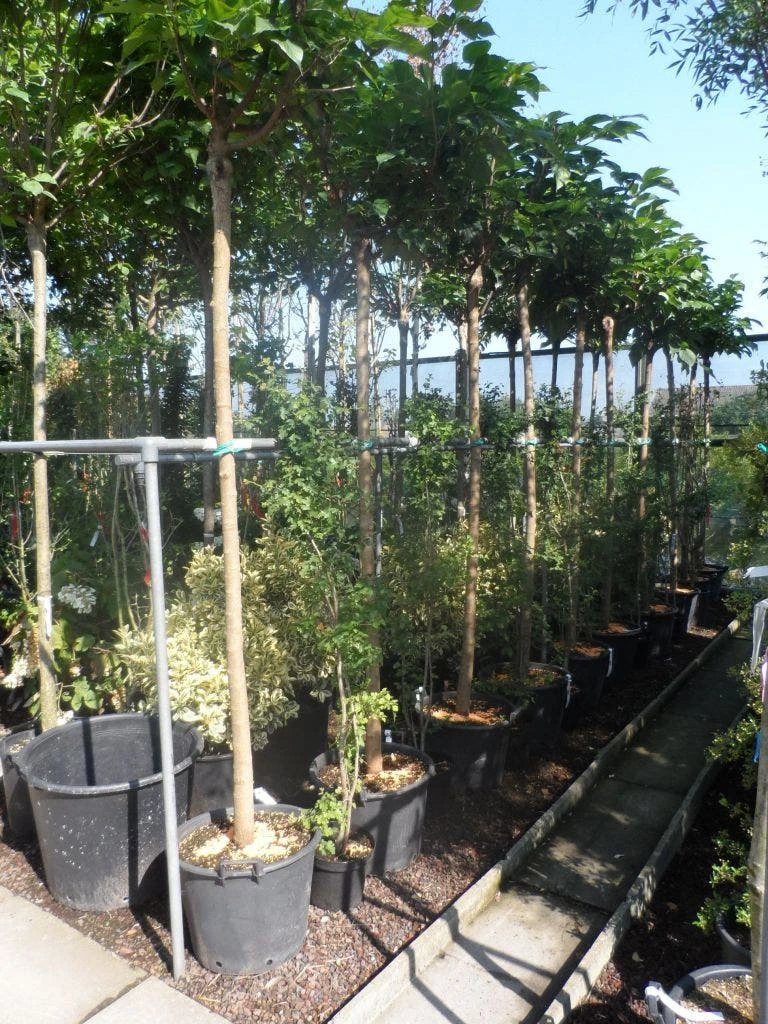 Dakmoerbei (Morus Alba 'Macrophylla') 8 Dakmoerbei (Morus Alba 'Macrophylla') - Afbeelding 8