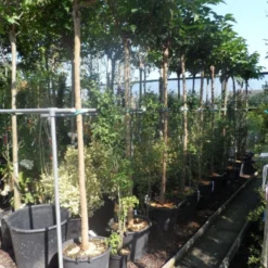 Dakmoerbei (Morus Alba 'Macrophylla') 22 Dakmoerbei (Morus Alba 'Macrophylla') -Groen Ziel Verkoop morus alba macrophylla 14 16ho cont