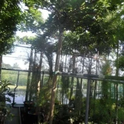 Dakmoerbei (Morus Alba 'Macrophylla') 26 Dakmoerbei (Morus Alba 'Macrophylla') -Groen Ziel Verkoop morus alba macrophylla 14 16ho cont. dakvorm