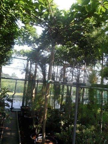 Dakmoerbei (Morus Alba 'Macrophylla') 12 Dakmoerbei (Morus Alba 'Macrophylla') - Afbeelding 12