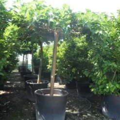 Dakmoerbei (Morus Alba 'Macrophylla') 27 Dakmoerbei (Morus Alba 'Macrophylla') -Groen Ziel Verkoop morus alba macrophylla 25 30 35ho c500 dakvorm 1