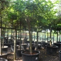 Dakmoerbei (Morus Alba 'Macrophylla') 23 Dakmoerbei (Morus Alba 'Macrophylla') -Groen Ziel Verkoop morus alba macrophylla 35 40ho c500 dakvorm 1