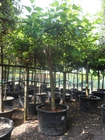 Dakmoerbei (Morus Alba 'Macrophylla') 9 Dakmoerbei (Morus Alba 'Macrophylla') - Afbeelding 9