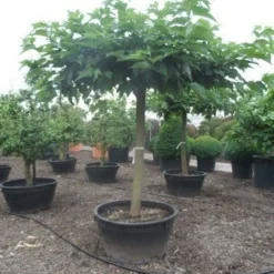 Dakmoerbei (Morus Alba 'Macrophylla') 24 Dakmoerbei (Morus Alba 'Macrophylla') -Groen Ziel Verkoop morus alba macrophylla 35 40ho c500 natuurlijke dakvorm 1