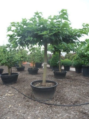 Dakmoerbei (Morus Alba 'Macrophylla') 10 Dakmoerbei (Morus Alba 'Macrophylla') - Afbeelding 10