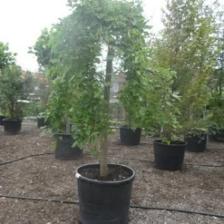 Moerbei Als Treurboom (Morus Alba 'Pendula') 13 Moerbei Als Treurboom (Morus Alba 'Pendula') -Groen Ziel Verkoop morus alba pendula 25 30ho c350