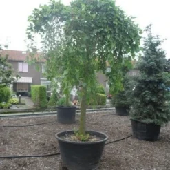 Moerbei Als Treurboom (Morus Alba 'Pendula') -Groen Ziel Verkoop morus alba pendula 35 40ho c500 1