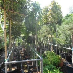 Moerbei Als Treurboom (Morus Alba 'Pendula') 14 Moerbei Als Treurboom (Morus Alba 'Pendula') -Groen Ziel Verkoop morus alba pendula 8 10 12ho cont