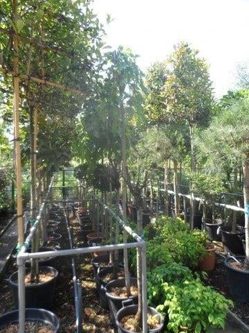 Moerbei Als Treurboom (Morus Alba 'Pendula') 6 Moerbei Als Treurboom (Morus Alba 'Pendula') - Afbeelding 6