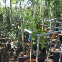 Moerbei Als Treurboom (Morus Alba 'Pendula') -Groen Ziel Verkoop morus alba pendula halfstam c20 1