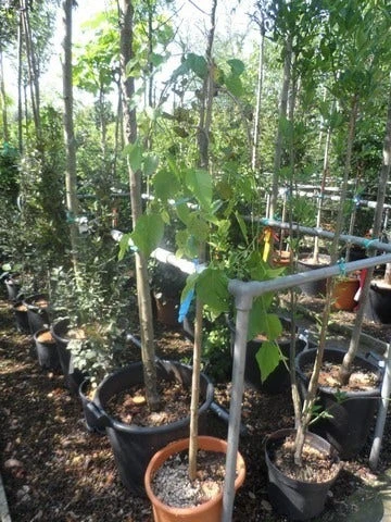 Moerbei Als Treurboom (Morus Alba 'Pendula') 7 Moerbei Als Treurboom (Morus Alba 'Pendula') - Afbeelding 7