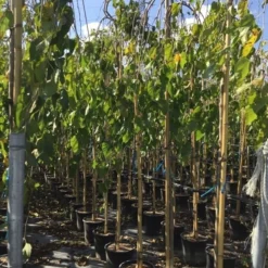 Moerbei Als Treurboom (Morus Alba 'Pendula') -Groen Ziel Verkoop morus laba pendula 8 10 1