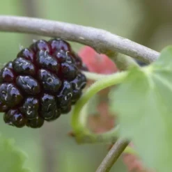 Groen Ziel Verkoop 22 Zwarte Moerbei Als Boom (Morus Nigra)