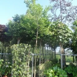 Zwarte Moerbei Als Boom (Morus Nigra) -Groen Ziel Verkoop morus nigra 12 14ho cont