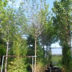 Zwarte Moerbei Als Boom (Morus Nigra) -Groen Ziel Verkoop morus nigra 14 16ho cont