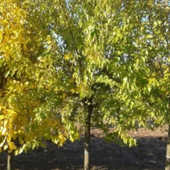 Zwarte Moerbei Als Boom (Morus Nigra) -Groen Ziel Verkoop morus nigra 1