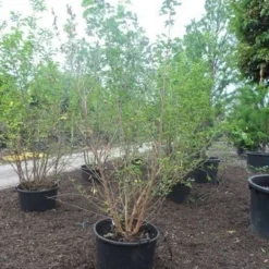 Zwarte Moerbei Als Boom (Morus Nigra) -Groen Ziel Verkoop morus nigra 250 300 350 c160 1