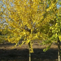 Zwarte Moerbei Als Boom (Morus Nigra) -Groen Ziel Verkoop morus nigra 2