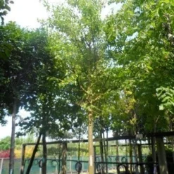 Zwarte Moerbei Als Boom (Morus Nigra) -Groen Ziel Verkoop morus nigra 30 35ho c500