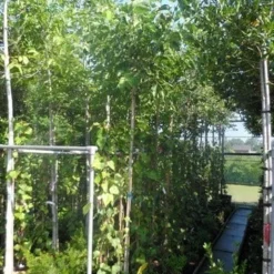 Groen Ziel Verkoop -Groen Ziel Verkoop morus nigra veredeld 8 10 12ho cont