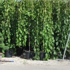 Moerbei Als Treurboom (Morus Alba 'Pendula') 17 Moerbei Als Treurboom (Morus Alba 'Pendula') -Groen Ziel Verkoop morus pendula