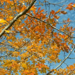 Tupelo (Nyssa Sylvatica)