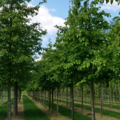 Grote Parrotia (Parrotia Persica) -Groen Ziel Verkoop parrotia persica s 18 20