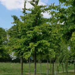 Grote Parrotia (Parrotia Persica) -Groen Ziel Verkoop parrotia persica s 20 25
