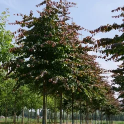 Grote Parrotia (Parrotia Persica) -Groen Ziel Verkoop parrotia persica s 25 30