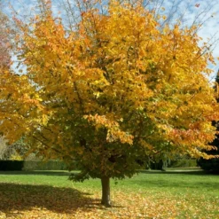 Perzisch IJzerhout Als Struik (Parrotia Persica) 13 Perzisch IJzerhout Als Struik (Parrotia Persica) -Groen Ziel Verkoop parrotia persica01 1