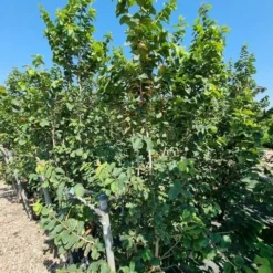 Perzisch IJzerhout Als Struik (Parrotia Persica) 10 Perzisch IJzerhout Als Struik (Parrotia Persica) -Groen Ziel Verkoop parrotia persica 1