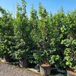 Perzisch IJzerhout Als Struik (Parrotia Persica) 12 Perzisch IJzerhout Als Struik (Parrotia Persica) -Groen Ziel Verkoop parrotia persica 200250 cm 1