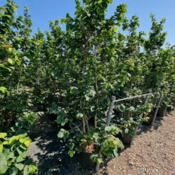 Perzisch IJzerhout Als Struik (Parrotia Persica) 11 Perzisch IJzerhout Als Struik (Parrotia Persica) -Groen Ziel Verkoop parrotia persica 2