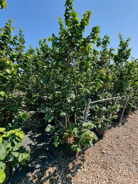 Perzisch IJzerhout Als Struik (Parrotia Persica) 4 Perzisch IJzerhout Als Struik (Parrotia Persica) - Afbeelding 4